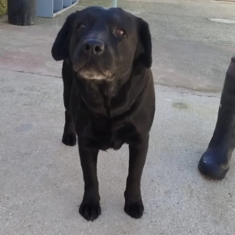 Hola,  Mixed Breed for adoption at Stiftung vergessene Hunde, Vergessene Hunde