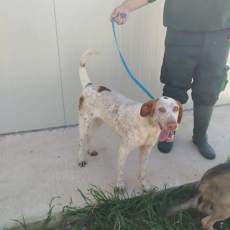 Hola!,  puppy Mixed Breed for adoption at Stiftung vergessene Hunde, Vergessene Hunde