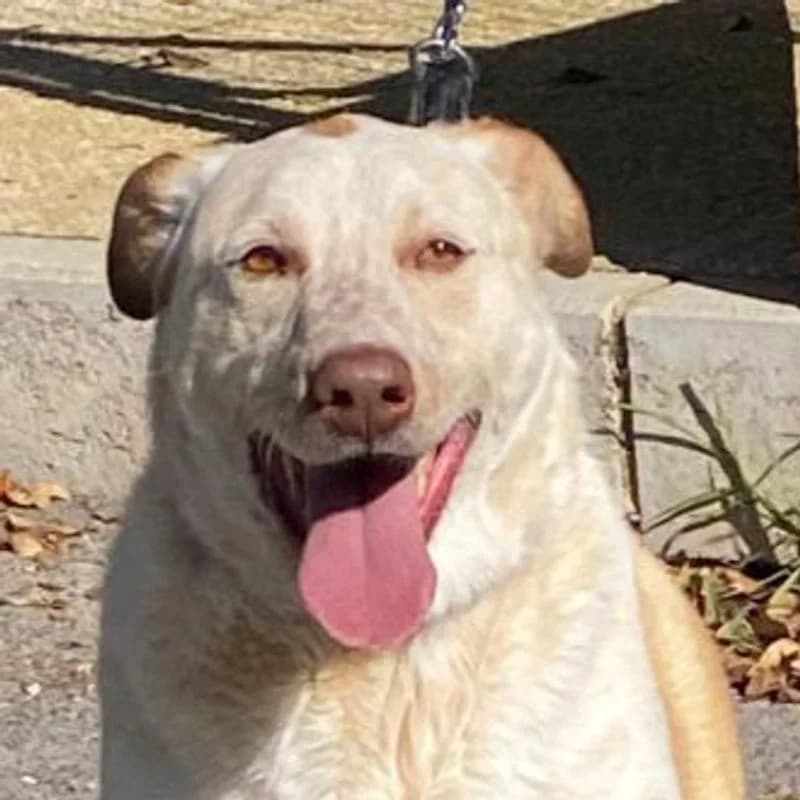 Hola!,  Mixed Breed for adoption at Stiftung vergessene Hunde, Vergessene Hunde