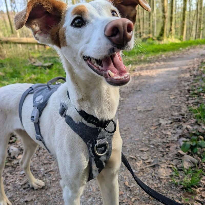 Hola, liebe Welt da draussen!,  Mixed Breed for adoption at Stiftung vergessene Hunde, Vergessene Hunde