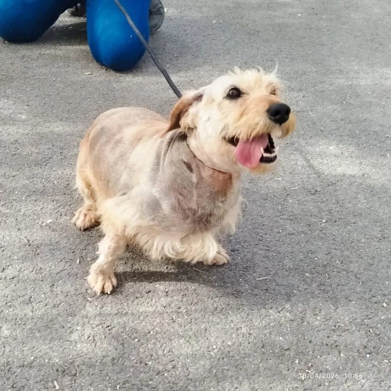 Hola,  mixed breed for adoption at Stiftung vergessene Hunde, Vergessene Hunde