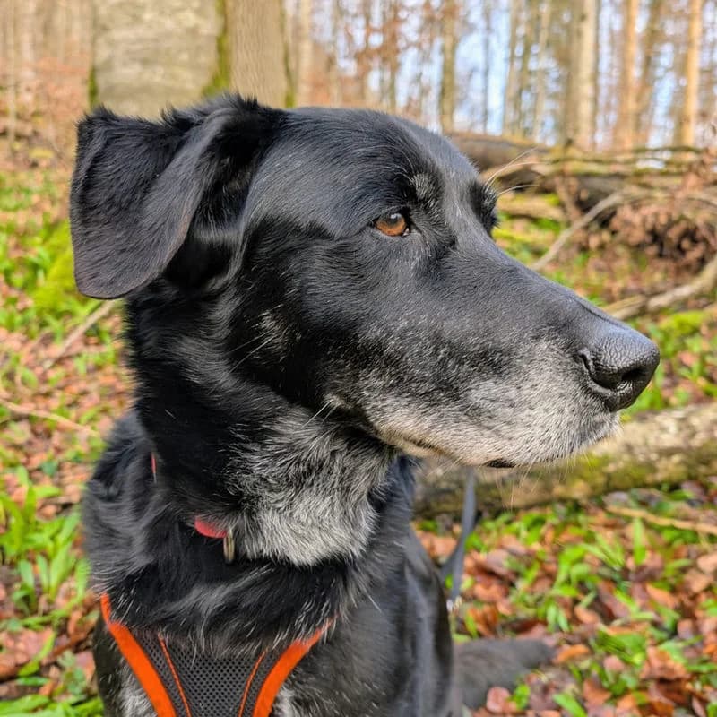 Hola,  puppy Mixed Breed for adoption at Stiftung vergessene Hunde, Vergessene Hunde