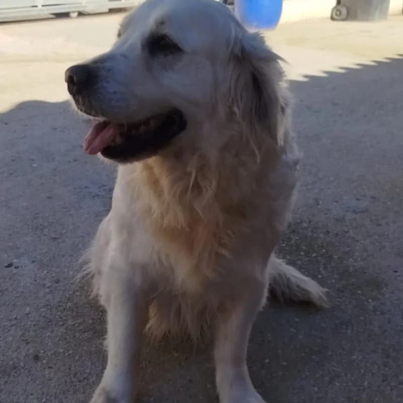 Hola, golden  Mixed Breed for adoption at Stiftung vergessene Hunde, Vergessene Hunde