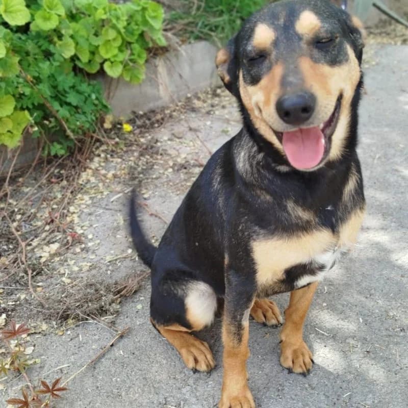 Hola,  Mixed Breed for adoption at Stiftung vergessene Hunde, Vergessene Hunde