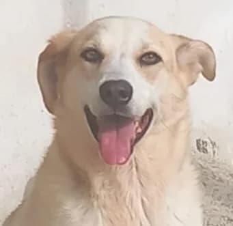 MISSY, female 3yo mixed breed for adoption at Via di Fuga – Associazione Adozione Cani, Lugano (TI)