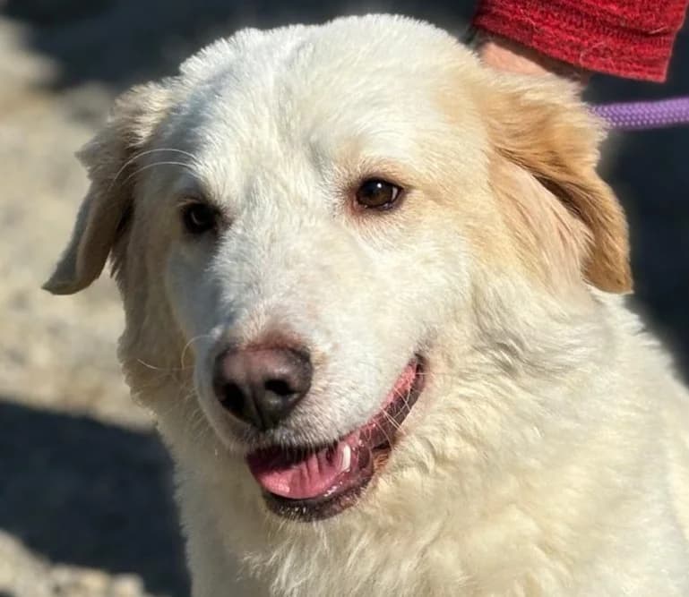 GIOVE RISERVATO, female puppy mixed breed for adoption at Via di Fuga – Associazione Adozione Cani, Lugano (TI)
