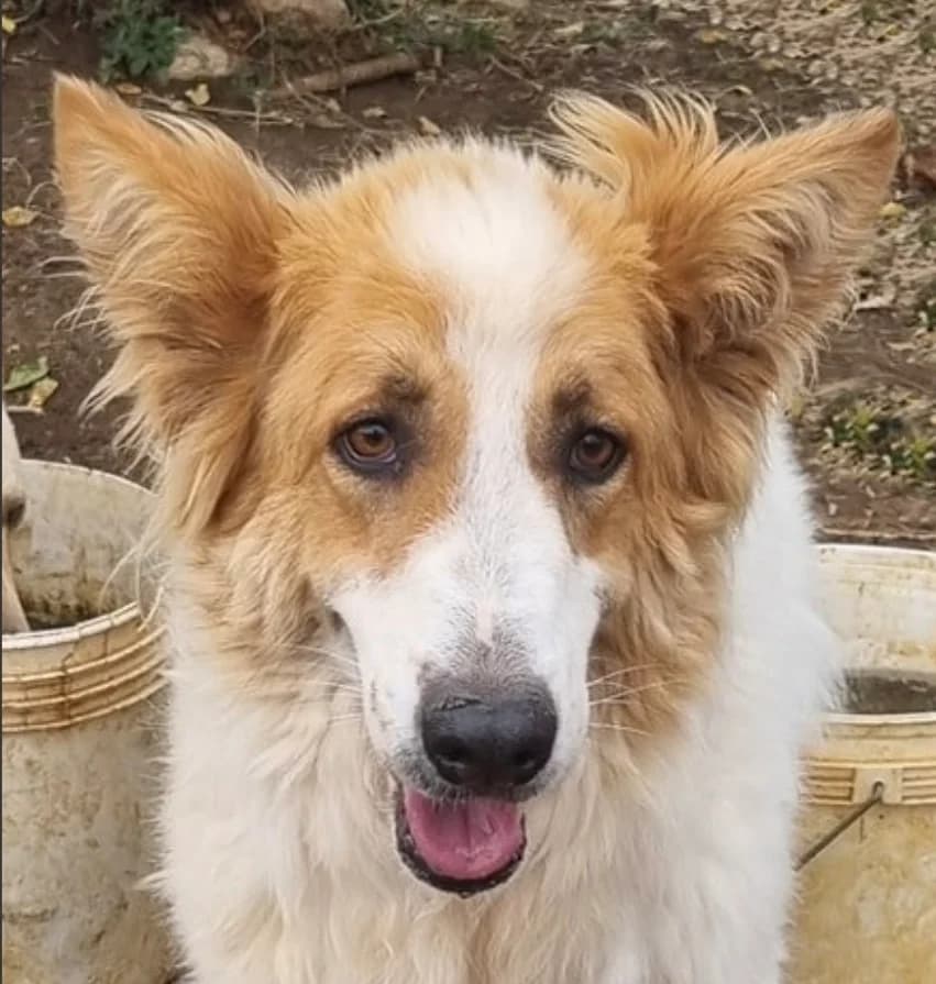 EASY, male 7yo mixed breed for adoption at Via di Fuga – Associazione Adozione Cani, Lugano (TI)