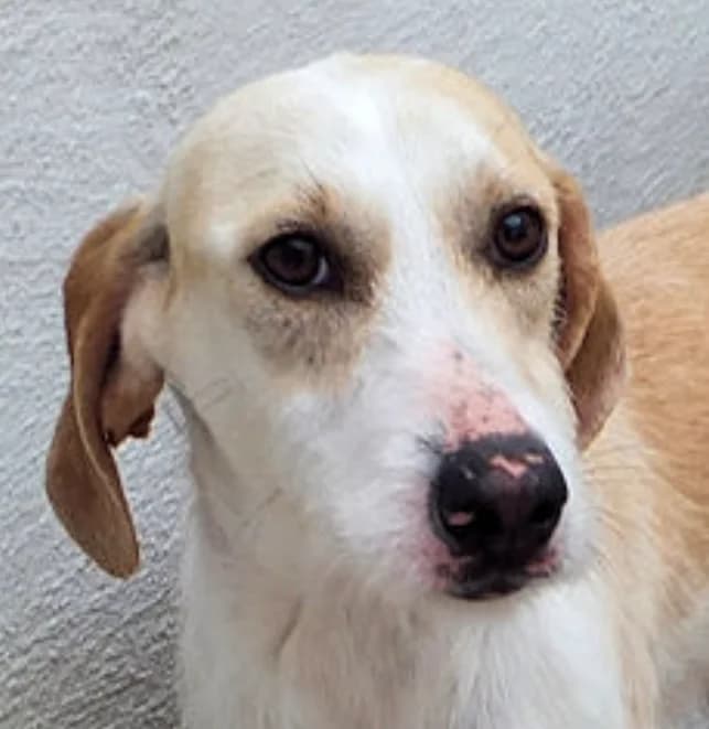MINOU, female 3yo mixed breed for adoption at Via di Fuga – Associazione Adozione Cani, Lugano (TI)