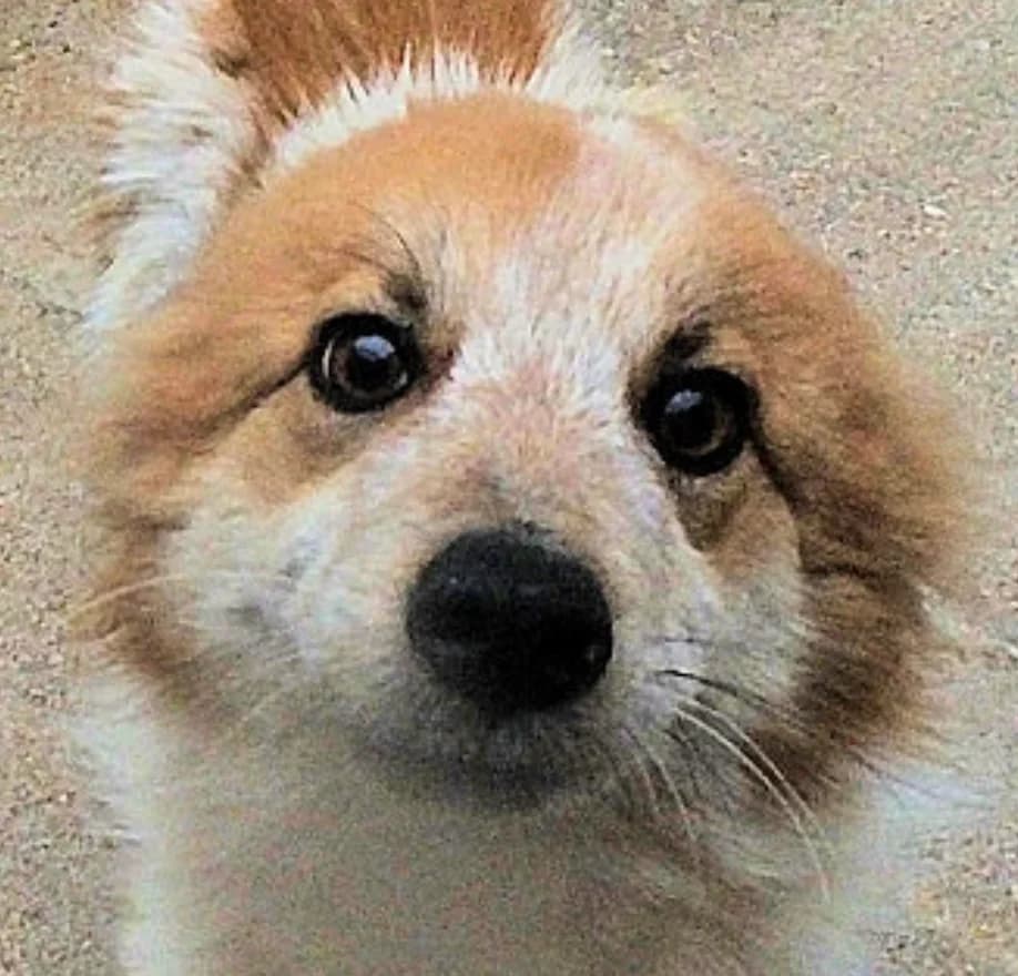 BRUNO,  young mixed breed for adoption at Via di Fuga – Associazione Adozione Cani, Lugano (TI)