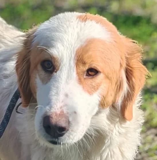 SOLE, female mixed breed for adoption at Via di Fuga – Associazione Adozione Cani, Lugano (TI)