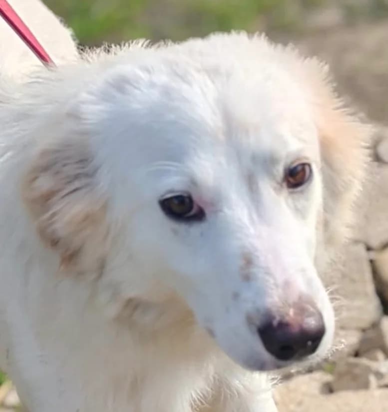 SUSY RISERVATA, female puppy mixed breed for adoption at Via di Fuga – Associazione Adozione Cani, Lugano (TI)