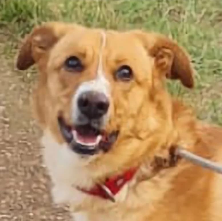 WILSON, male puppy mixed breed for adoption at Via di Fuga – Associazione Adozione Cani, Lugano (TI)