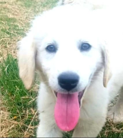 Elvis (cucciolo),  puppy mixed breed for adoption at Via di Fuga – Associazione Adozione Cani, Lugano (TI)