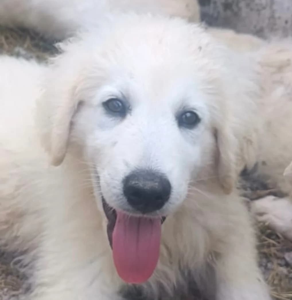 EDOARDO (cucciolo),  puppy mixed breed for adoption at Via di Fuga – Associazione Adozione Cani, Lugano (TI)