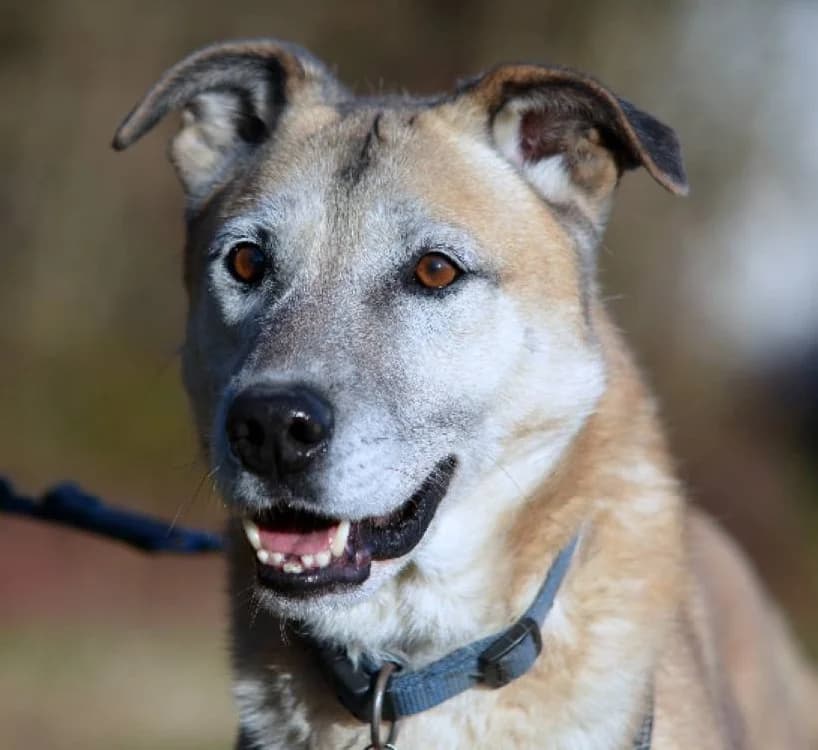 PETER,  (Via di Fuga – Associazione Adozione Cani)
