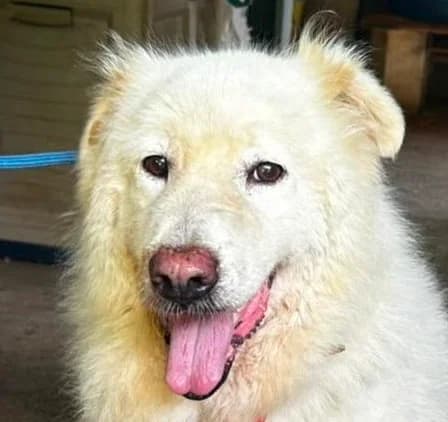FLORA, female 6yo mixed breed for adoption at Via di Fuga – Associazione Adozione Cani, Lugano (TI)