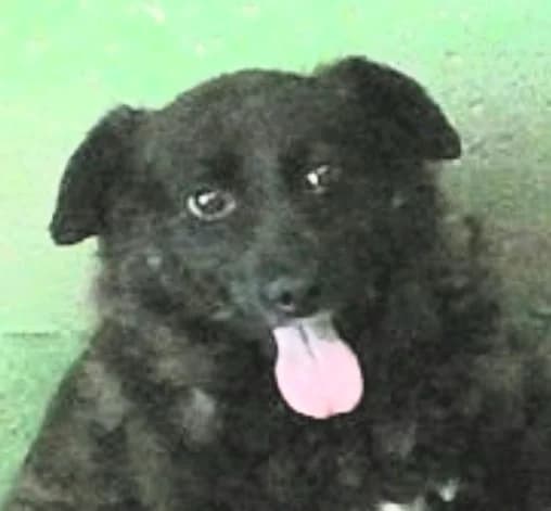 CLELIA, female senior mixed breed for adoption at Via di Fuga – Associazione Adozione Cani, Lugano (TI)