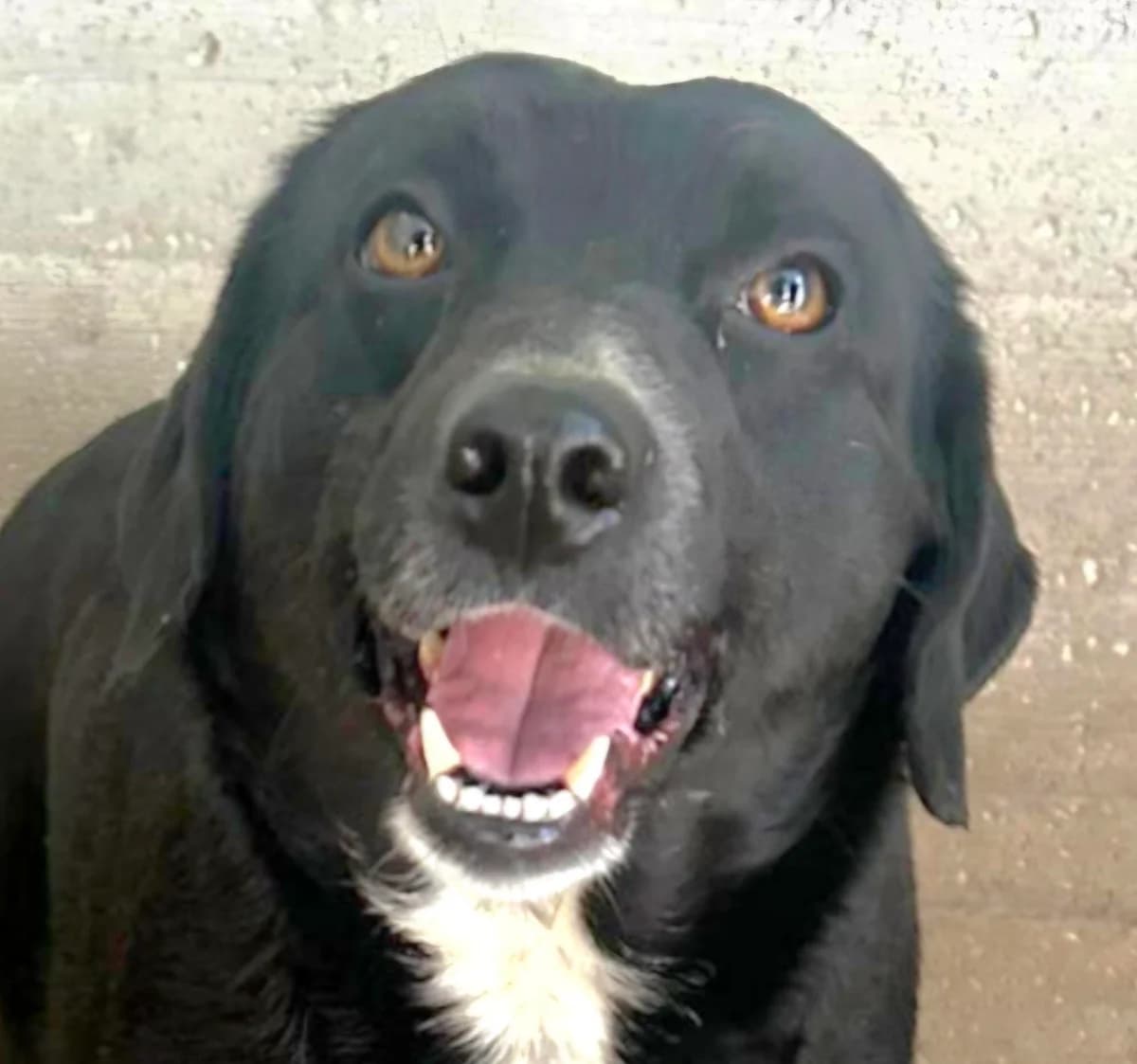 ESTHER, female 4yo mixed breed for adoption at Via di Fuga – Associazione Adozione Cani, Lugano (TI)
