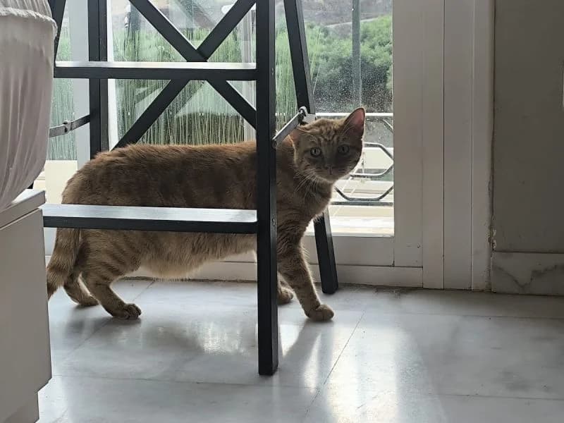 Alex, Mixed Breed (Kočičí Útulna Sissi (Praha))