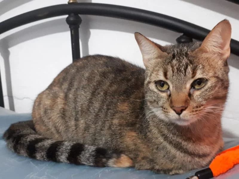 Amara, beige female young Mixed Breed for adoption at Waisenkatzen.ch, Waisenkatzen