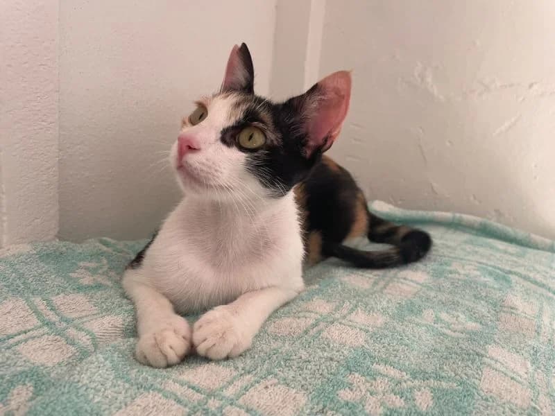 Anima,  puppy Mixed Breed for adoption at Waisenkatzen.ch, Waisenkatzen