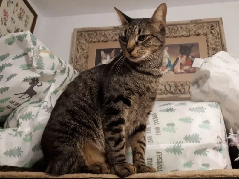 Ariel, female young Mixed Breed for adoption at Waisenkatzen.ch, Waisenkatzen