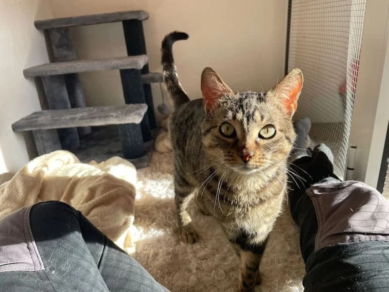 Armani, getigerte male 4yo Mixed Breed for adoption at Waisenkatzen.ch, Waisenkatzen