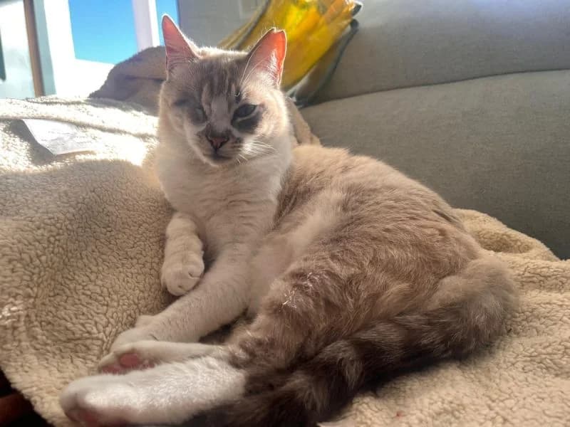 Beanie, female young Mixed Breed for adoption at Waisenkatzen.ch, Waisenkatzen