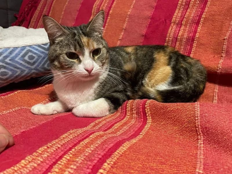 Betty, tricolor female young Mixed Breed for adoption at Waisenkatzen.ch, Waisenkatzen