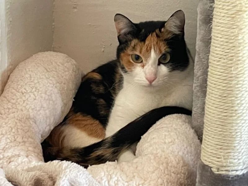 Cata, tricolor  young Mixed Breed for adoption at Waisenkatzen.ch, Waisenkatzen