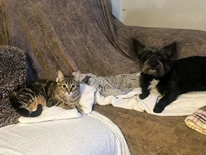 Epifania, Tigerm female puppy Mixed Breed for adoption at Waisenkatzen.ch, Waisenkatzen