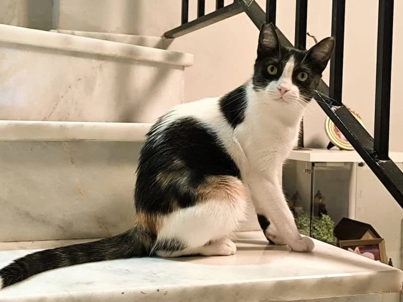 Inca, tricolor female young Mixed Breed for adoption at Waisenkatzen.ch, Waisenkatzen