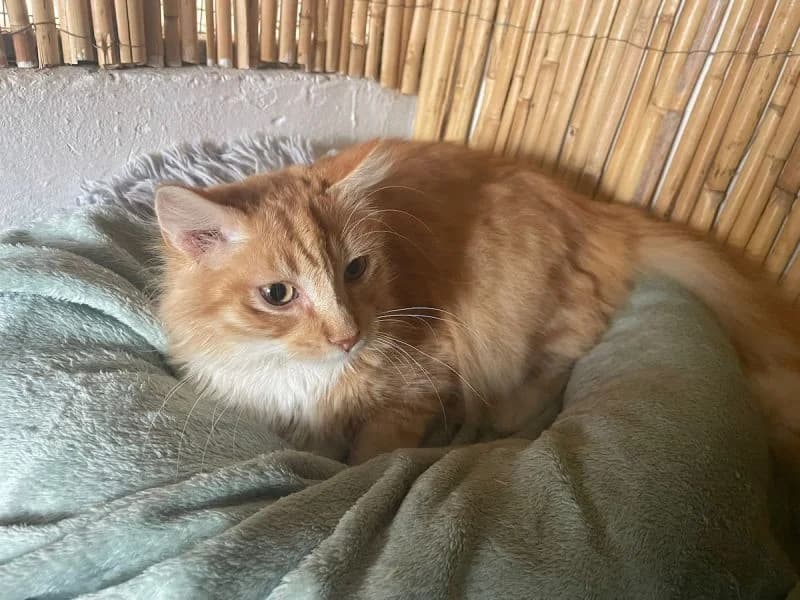 Julio FIV+ (Wohnungskatze), male puppy Mixed Breed for adoption at Waisenkatzen.ch, Waisenkatzen