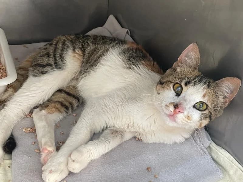 Lea, tricolor female young Mixed Breed for adoption at Waisenkatzen.ch, Waisenkatzen