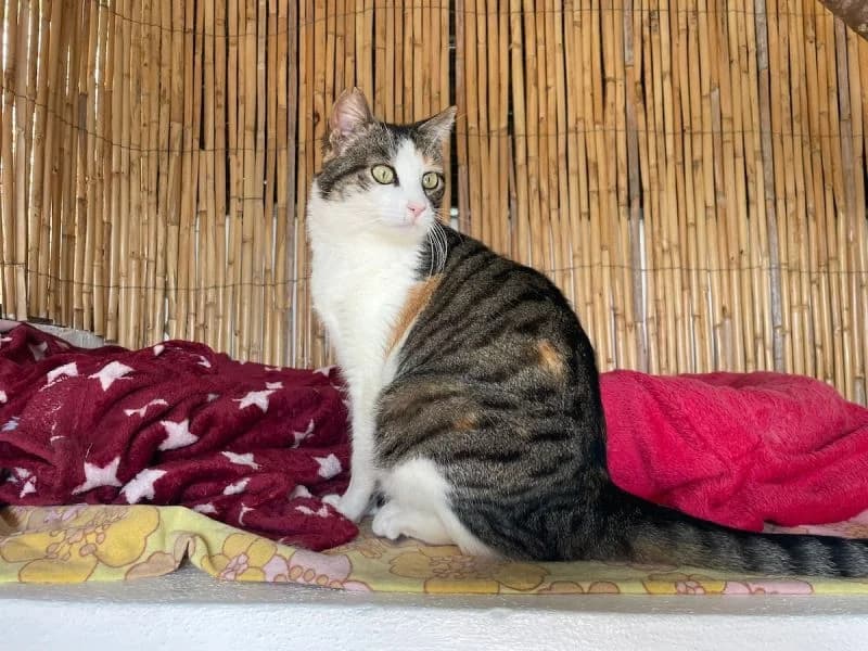 Lottie FIV+ (Wohnungskatze), tricolor female 5yo Mixed Breed for adoption at Waisenkatzen.ch, Waisenkatzen