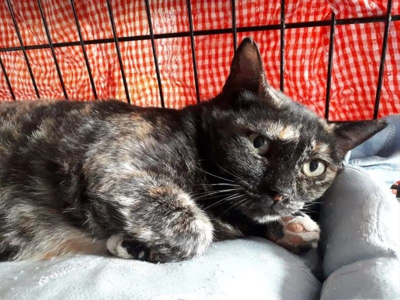 Lynne, female 4yo Mixed Breed for adoption at Waisenkatzen.ch, Waisenkatzen