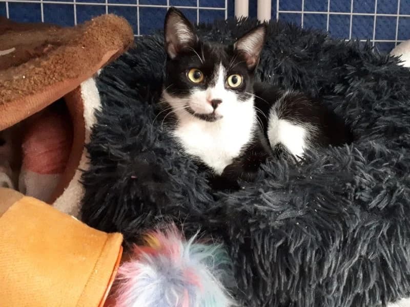 Miguel, schwarz-weiss male puppy Mixed Breed for adoption at Waisenkatzen.ch, Waisenkatzen