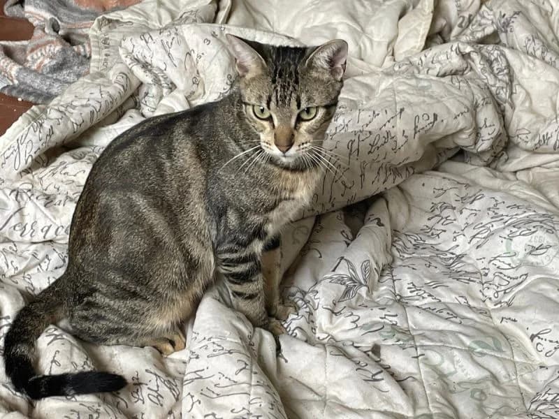 Moe (Wohnungskatze), Tigerm female young Mixed Breed for adoption at Waisenkatzen.ch, Waisenkatzen