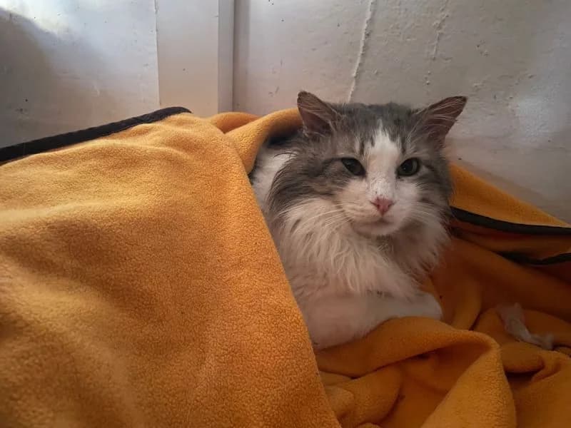 Momo FIV+ (Wohnungskatze), male 3yo Mixed Breed for adoption at Waisenkatzen.ch, Waisenkatzen