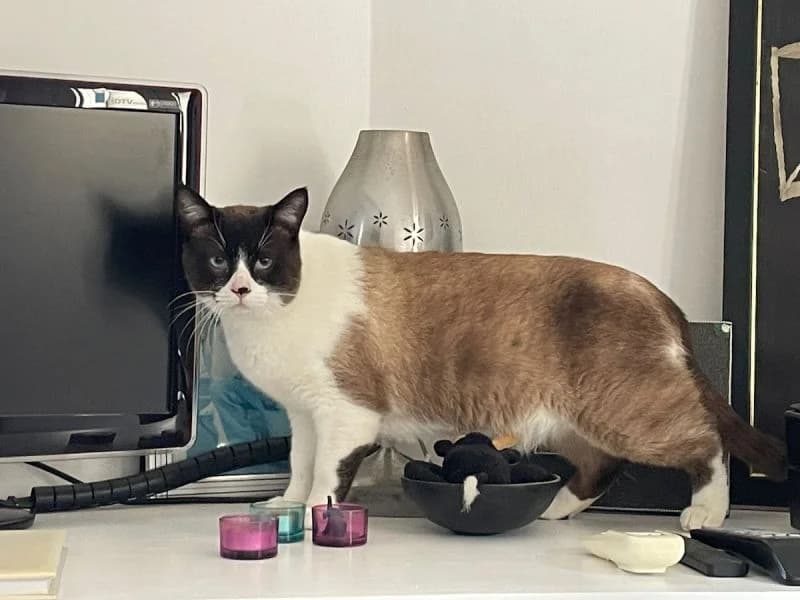 Mucki, male young Mixed Breed for adoption at Waisenkatzen.ch, Waisenkatzen