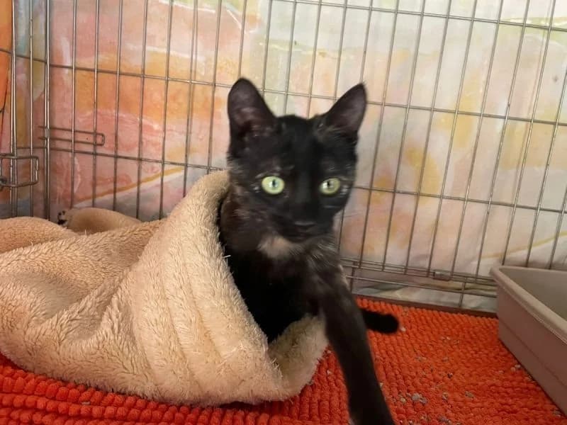 Narai,  young Mixed Breed for adoption at Waisenkatzen.ch, Waisenkatzen