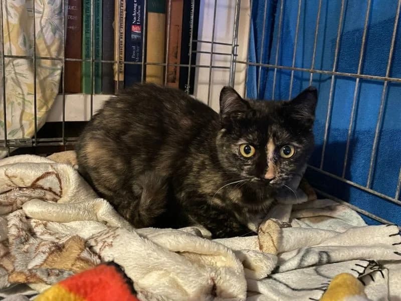 Nina, female puppy Mixed Breed for adoption at Waisenkatzen.ch, Waisenkatzen