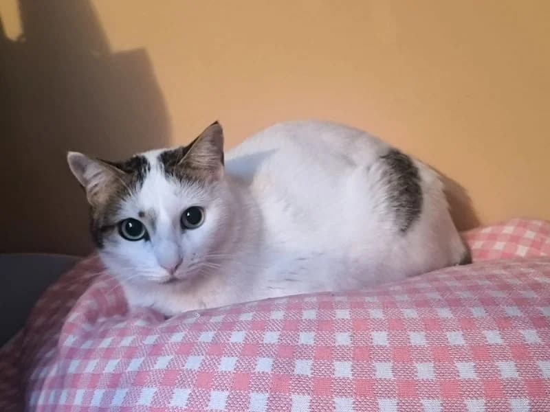 Einzelprinzessin Noelle (Wohnungskatze), female young Mixed Breed for adoption at Waisenkatzen.ch, Waisenkatzen