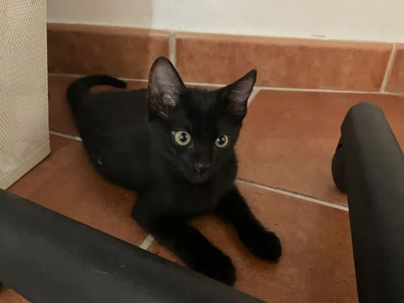 Olive, schwarz female puppy Mixed Breed for adoption at Waisenkatzen.ch, Waisenkatzen