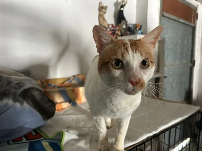 Singularito, weiss male young Mixed Breed for adoption at Waisenkatzen.ch, Waisenkatzen