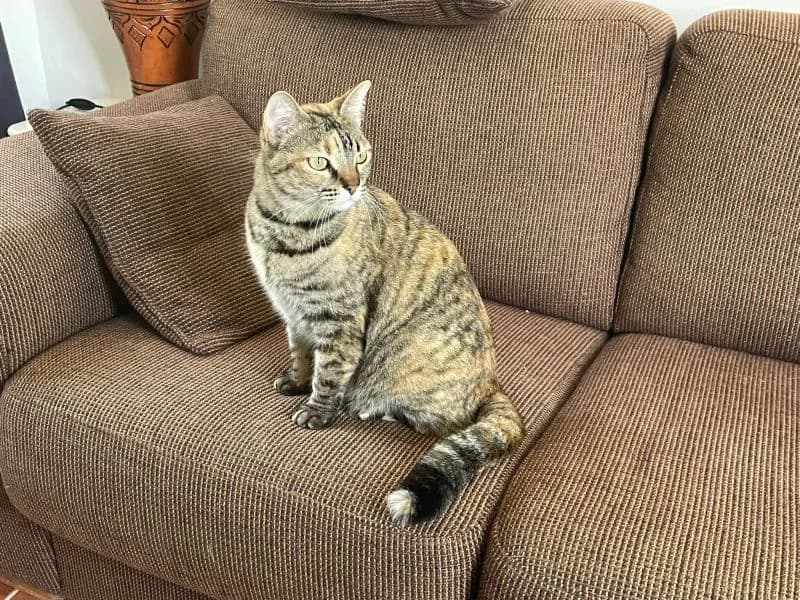 Sissi, female 3yo Mixed Breed for adoption at Waisenkatzen.ch, Waisenkatzen