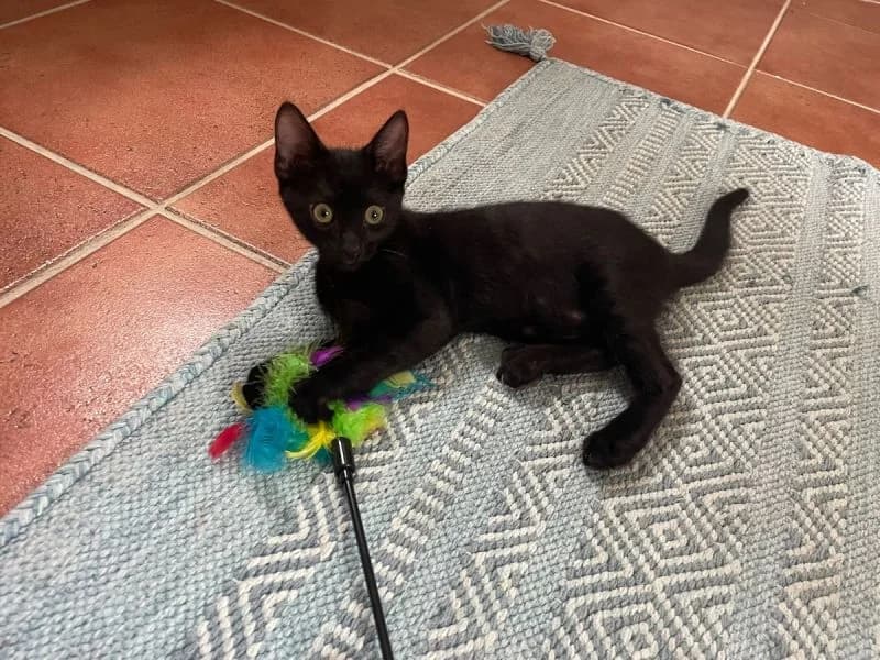 Stanley, male puppy Mixed Breed for adoption at Waisenkatzen.ch, Waisenkatzen
