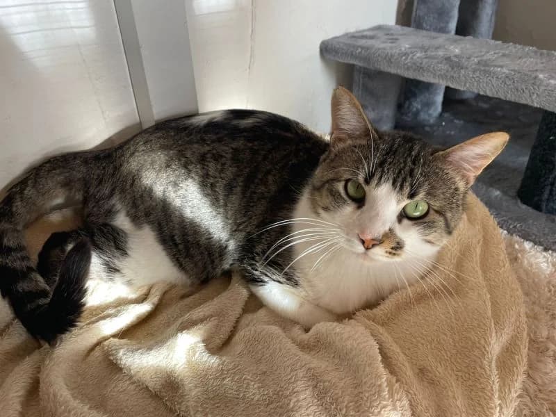 Valentino, weiss male Mixed Breed for adoption at Waisenkatzen.ch, Waisenkatzen