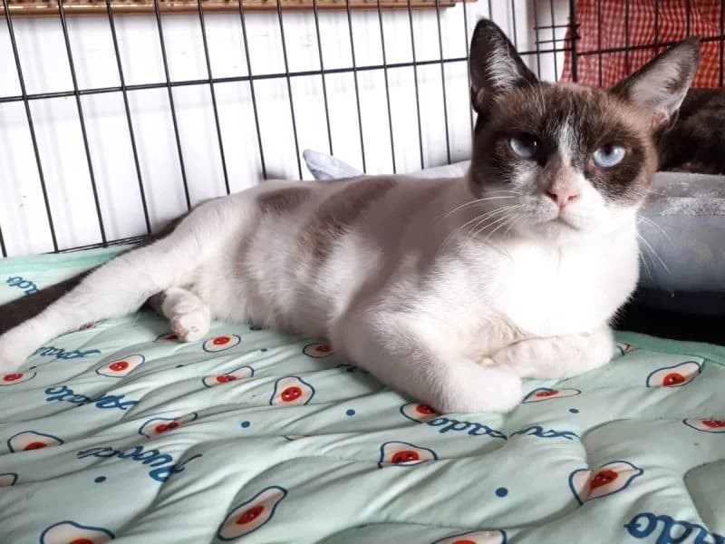 Vane, female young Mixed Breed for adoption at Waisenkatzen.ch, Waisenkatzen