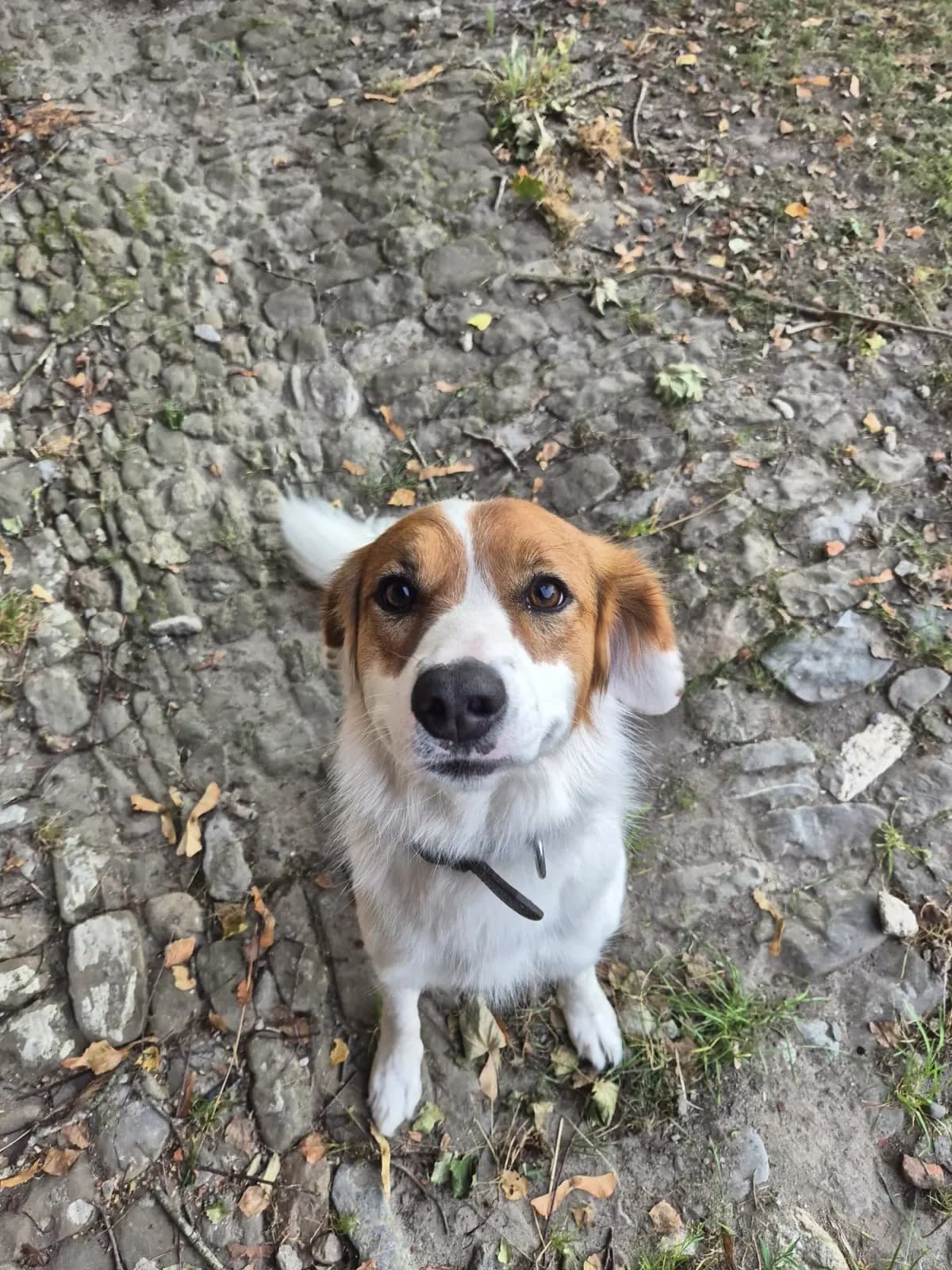 Beau, male 4yo Lagotto Romagnolo for adoption at Wotans Tierhilfe, Wotans